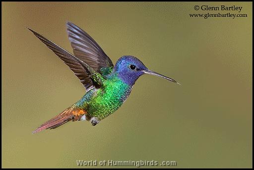 Hummingbird Garden Catalog: Golden-Tailed Sapphire